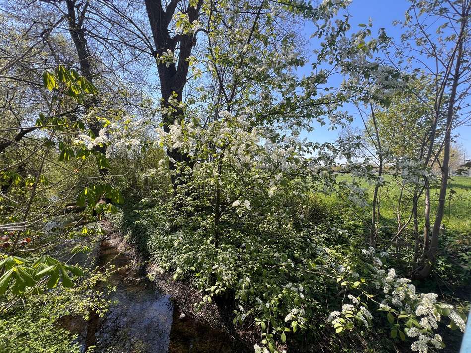 Reigersbach