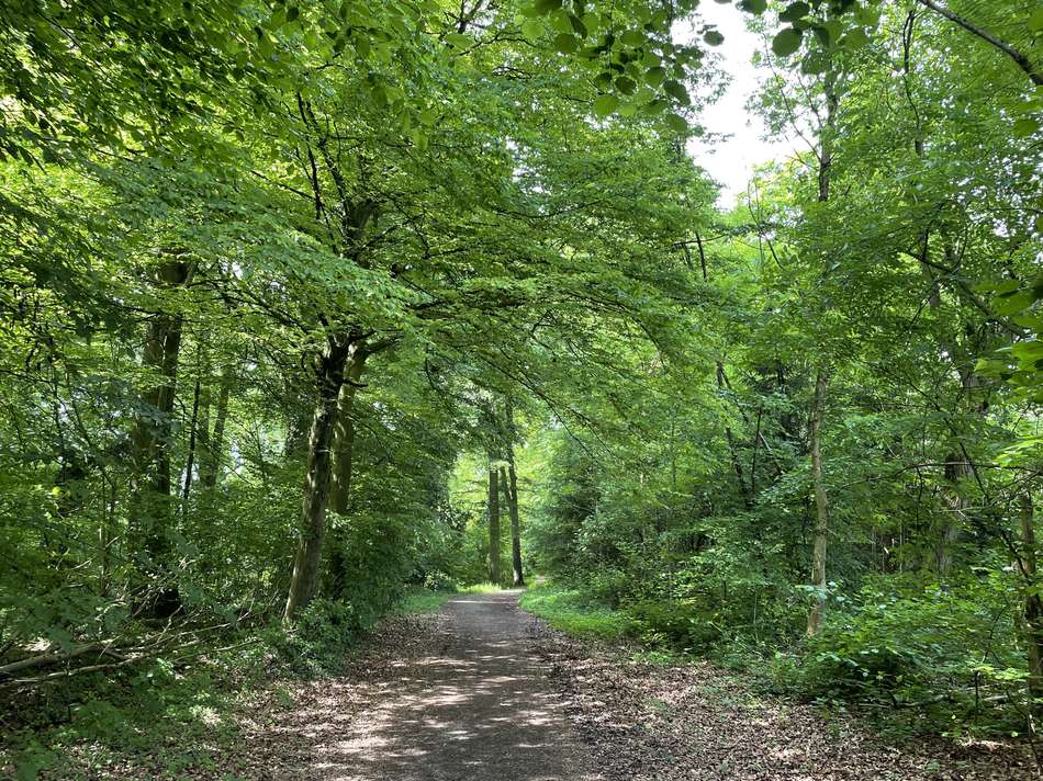 Losenburger Waldgebiet